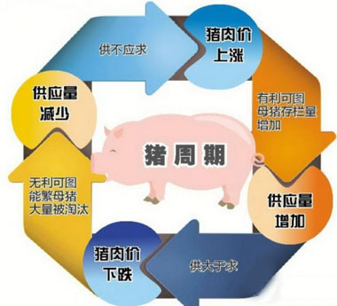 擺脫“豬周期”需要市場(chǎng)信息及時(shí)傳導